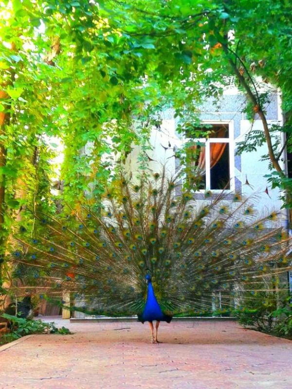Hotel Botanical
