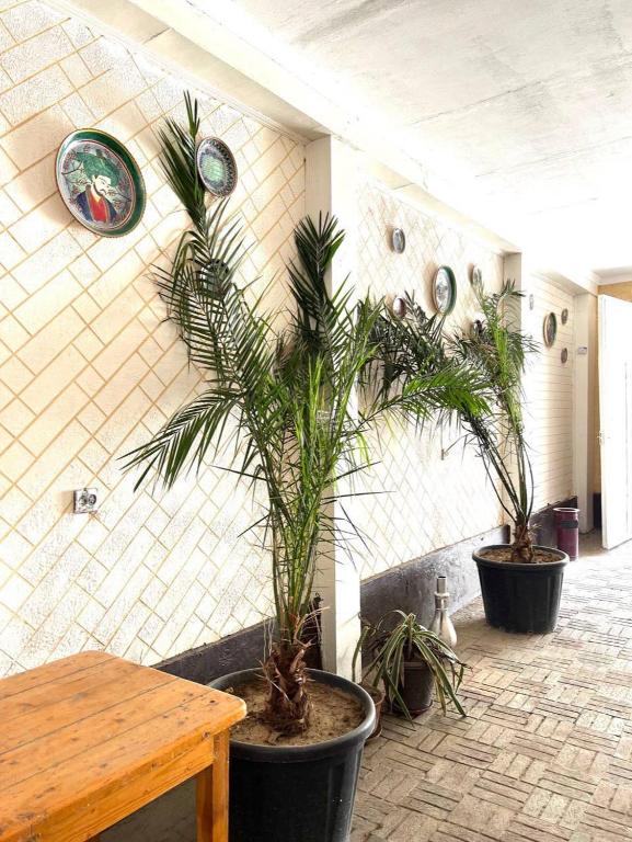 Assalom Hostel