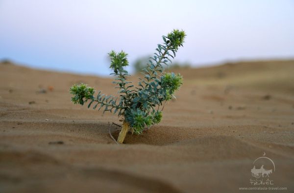 Kyzylkum State Tugai-Sandy Nature Reserve