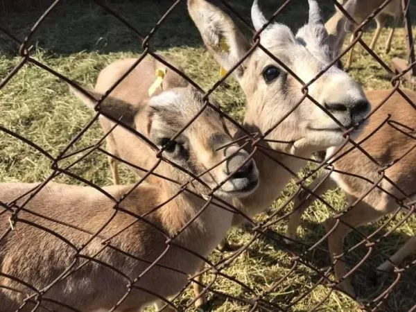 生态中心"杰兰"