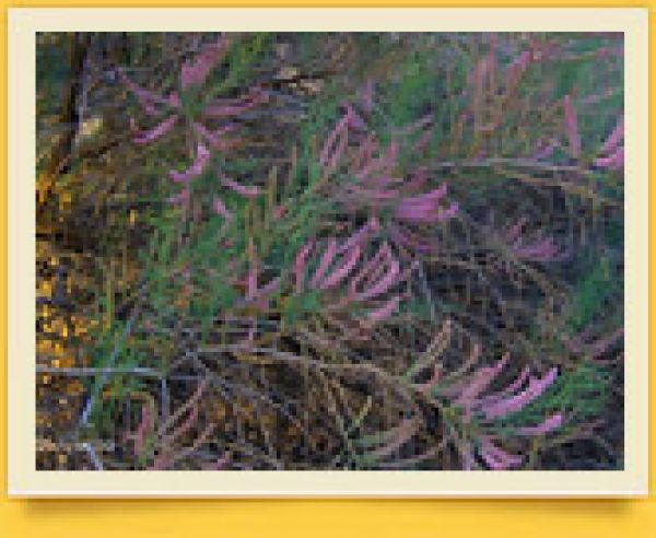 Nizhny Amudarya State Biosphere Reserve