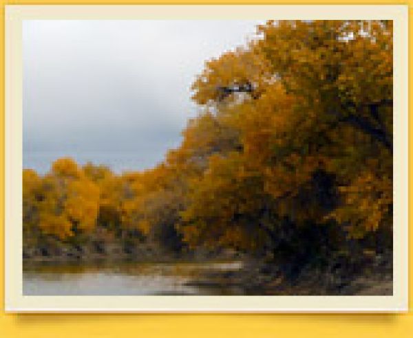 Quyi Amudaryo davlat biosfera rezervati