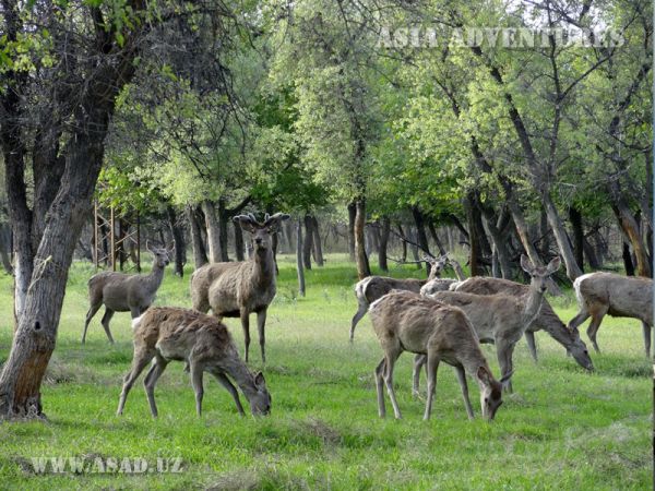 Zarafshan Dolinno-Tugai State Nature Reserve