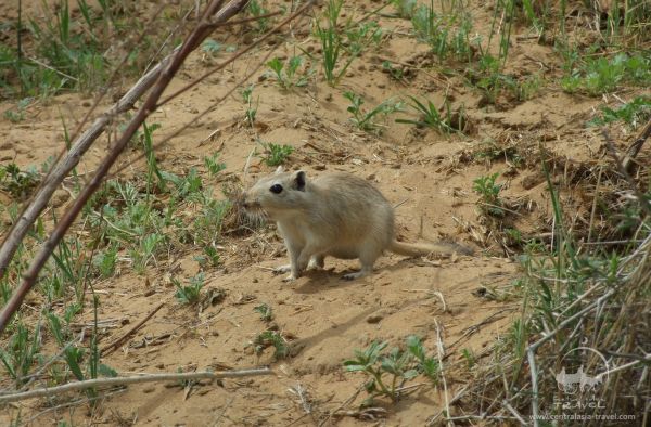 Kyzylkum State Tugai-Sandy Nature Reserve