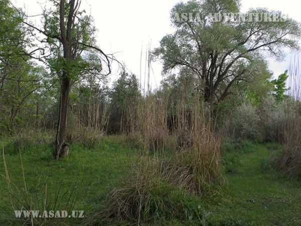 Zarafshan Dolinno-Tugai State Nature Reserve