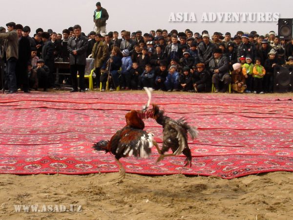 Cockfighting
