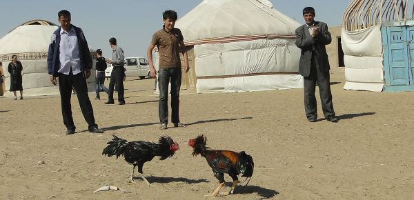 Cockfighting