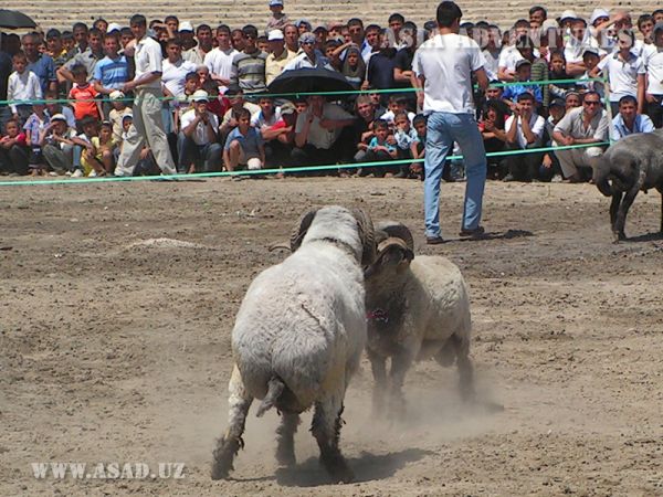 Qo'zi janglari