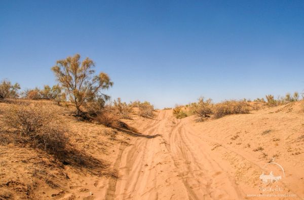 Qizilqum davlat qo'riqxonasi