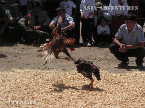 Cockfighting