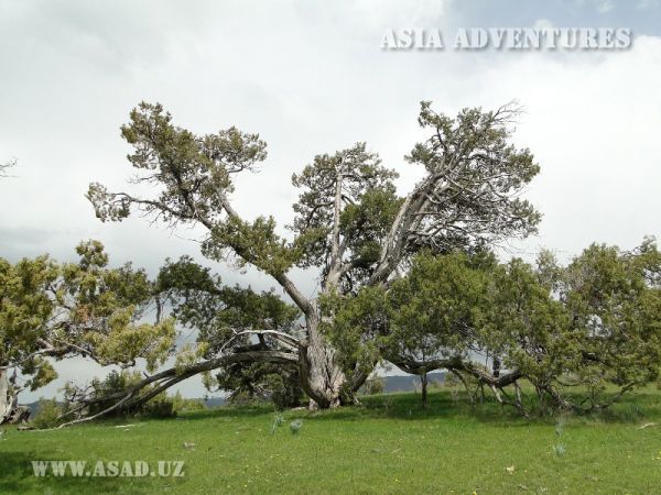 Zaamin National Nature Park