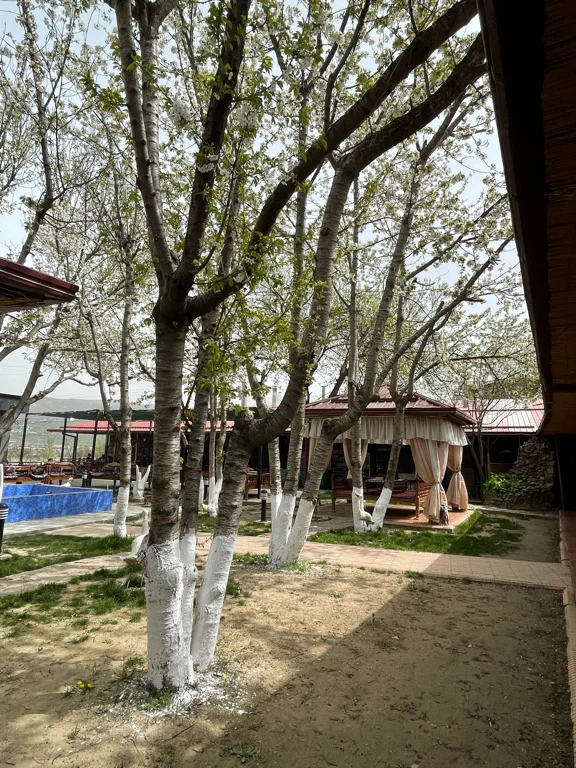 Mangal City