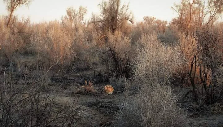 生态中心"杰兰"