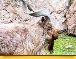 Surxon davlat qo'riqxonasi