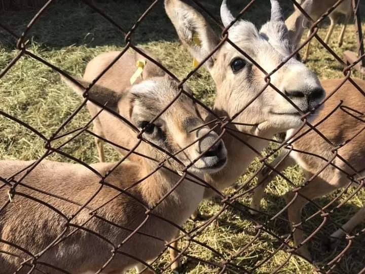 生态中心"杰兰"