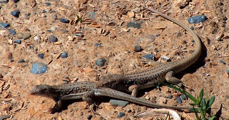 Badai Tugai Nature Reserve