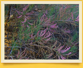 Quyi Amudaryo davlat biosfera rezervati