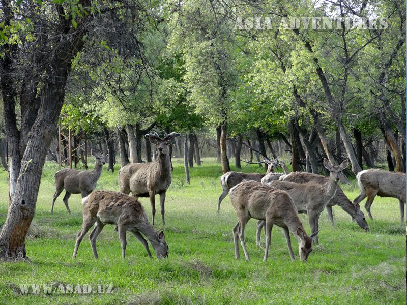 Zarafshan Dolinno-Tugai State Nature Reserve