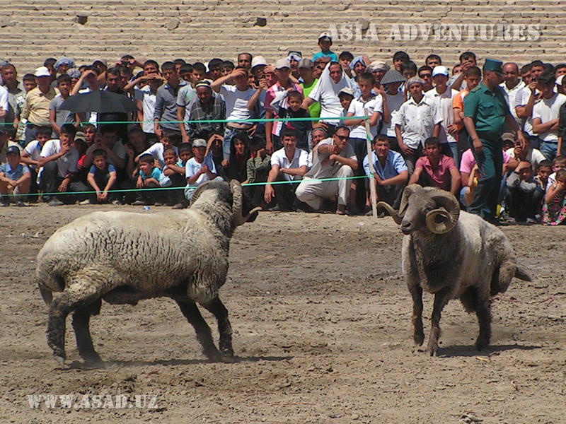 Sheep fighting