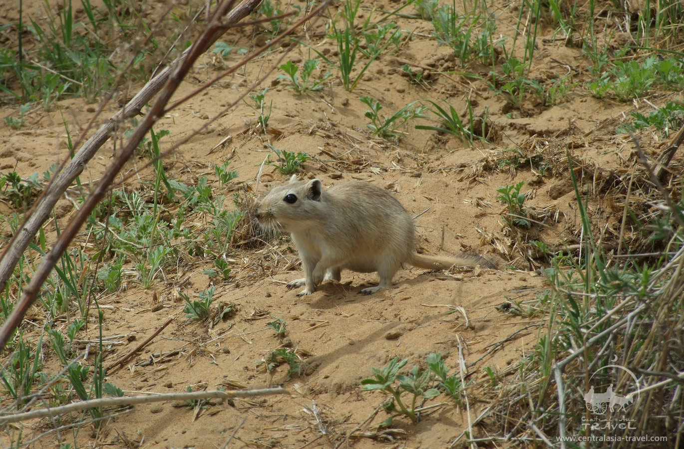 Kyzylkum State Tugai-Sandy Nature Reserve