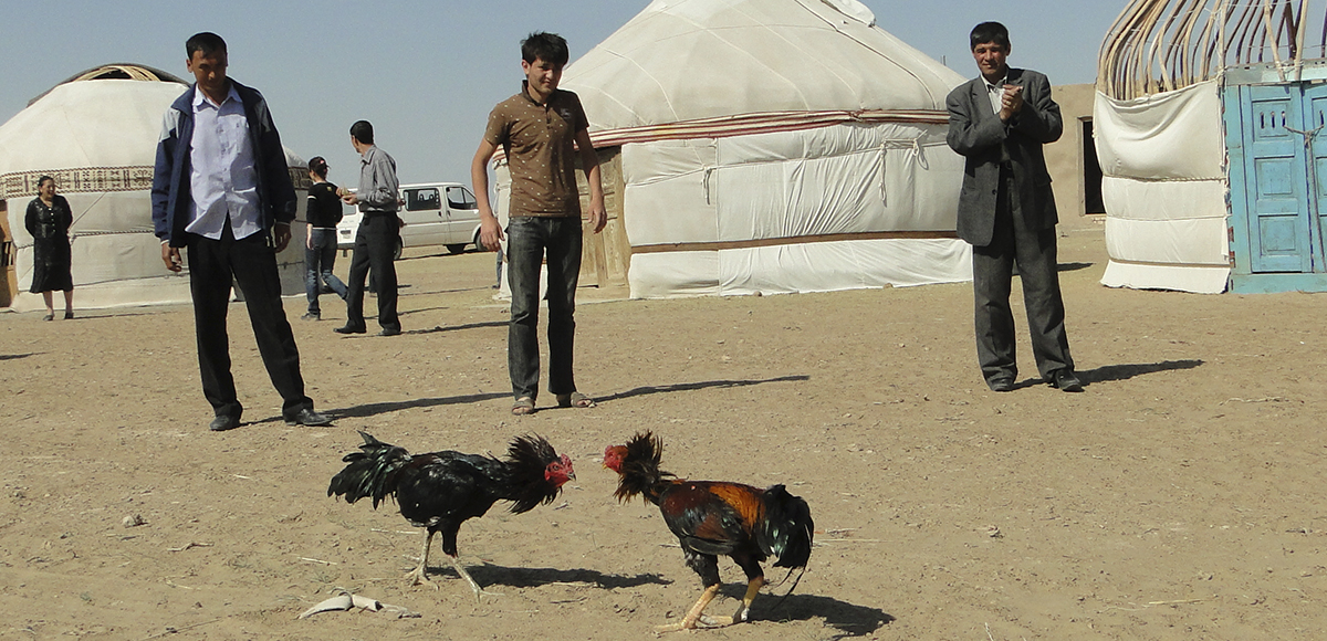 Cockfighting