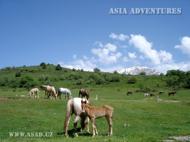 Ugam-Chatkal State National Nature Park