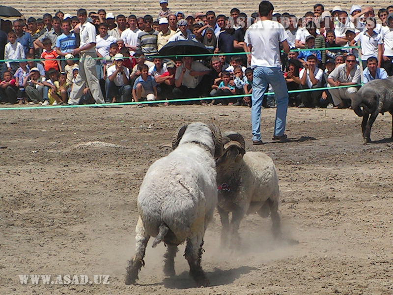 Sheep fighting