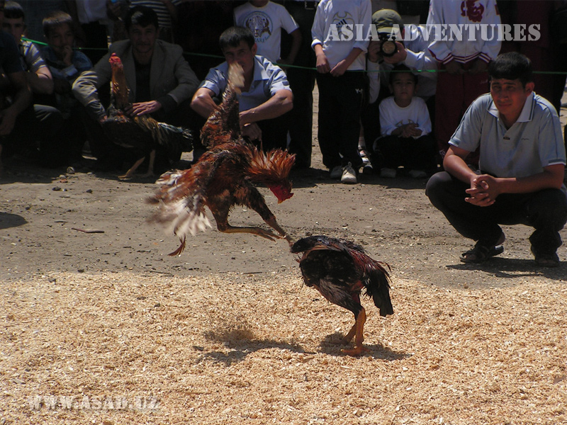 Cockfighting