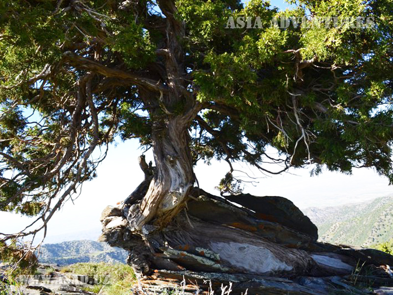 Zaaminsky Mountain Juniper State Reserve