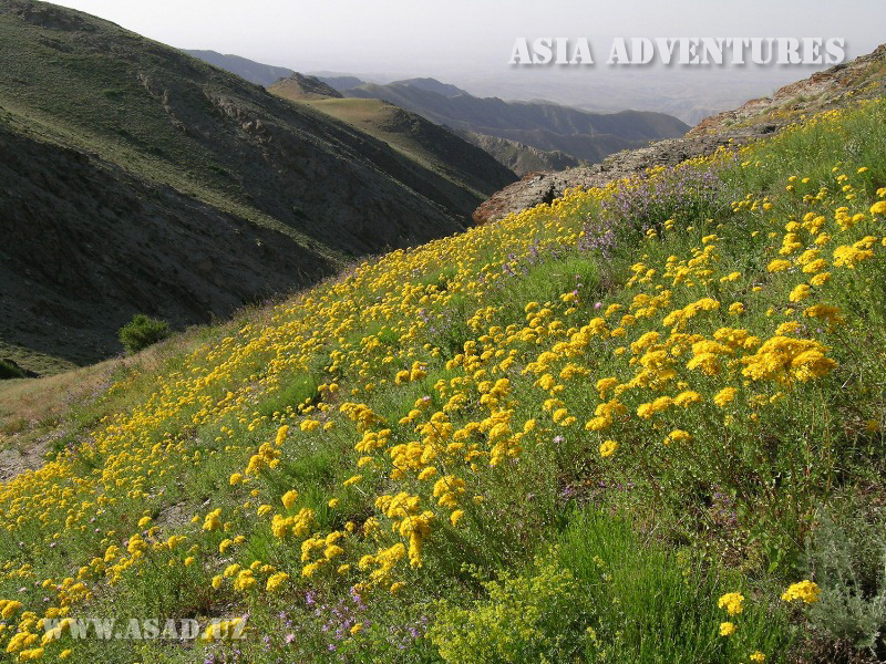 Nuratinsky Mountain Walnut State Reserve