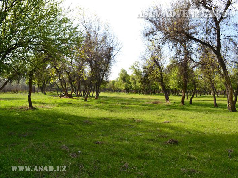 Zarafshan Dolinno-Tugai State Nature Reserve