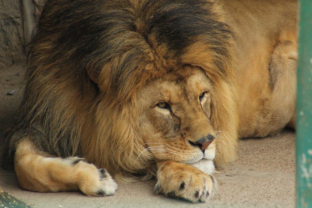 Tashkent Zoo