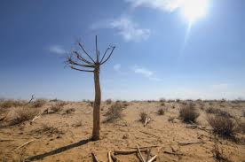 Qizilqum davlat qo'riqxonasi